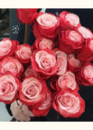 cherry rose / 20 Seeds