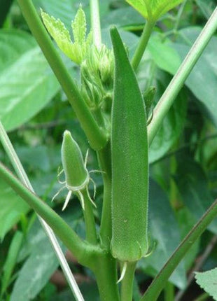 Lady Finger/ Okra Seed