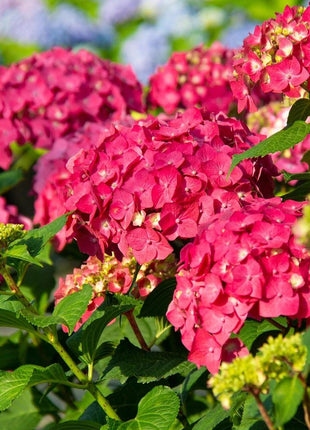 200pcs Red Hydrangea Seeds – Bold & Vibrant Blooms for Garden Borders, Pots & Statement Landscapes