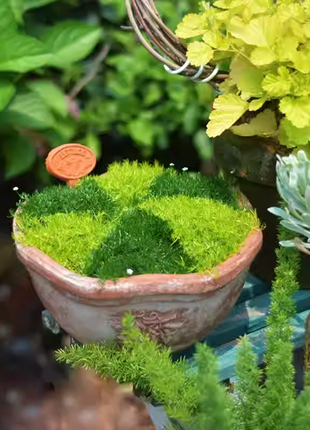 🌳Irish Moss Pearl Grass Seeds for Garden Yard Lawn