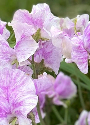 LAVENDER FLAKE SWEET PEA SEED