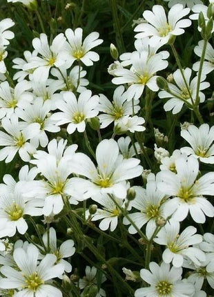 SNOW IN SUMMER (Chickweed) Cerastium Biebersteinii Flower Seeds