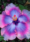 Multi-Color