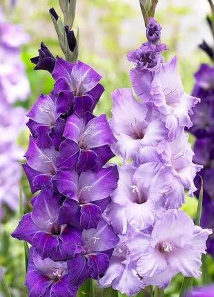 Gladiolus Flower