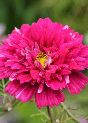 🌸Double Cosmos Seeds-Flower of Happiness