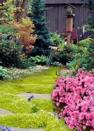 🌳Irish Moss Pearl Grass Seeds for Garden Yard Lawn