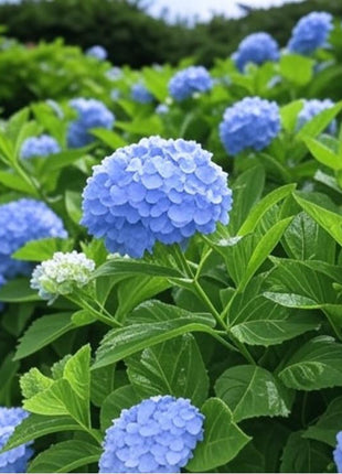 200 pcs Mixed Hydrangea Seeds – Colorful Blooms for Stunning Garden Displays