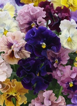 Pansy Seeds - Frizzle Sizzle Mix