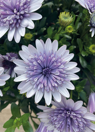 Marigold 'Sky Blue Misty Rain' seeds