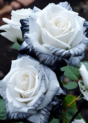 Rare Ink Rose Seeds