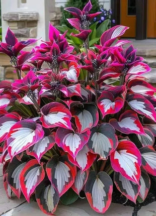 🔥Premium Rare Hosta Seeds🌿Shade-Tolerant Plant