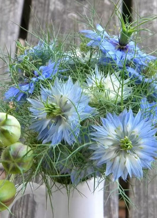 Love-In-A-Mist Seeds