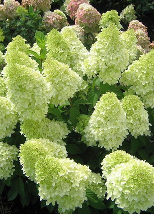 50/100Pcs Hydrangea Flowers Seeds Mixed Color Plants Home Garden Flower Seeds