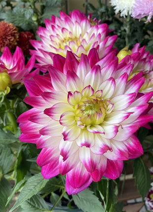 Mixture Dahlia Seeds