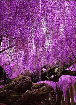 20Pcs Purple Wisteria Flower Seeds Wisteria Sinensis DIY Home Garden Yard Plant