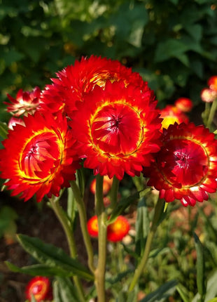 EVERLASTING STRAWFLOWER VINTAGE WHITE