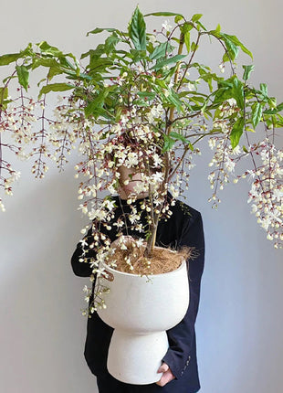 🌼Weeping Jasmine Seeds - White Jade Butterfly