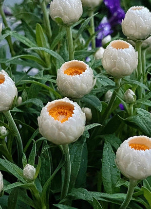 Strawflower Seeds Xerochrysum Bracteatum