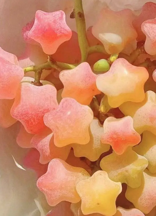 Winter Star Grape Seeds