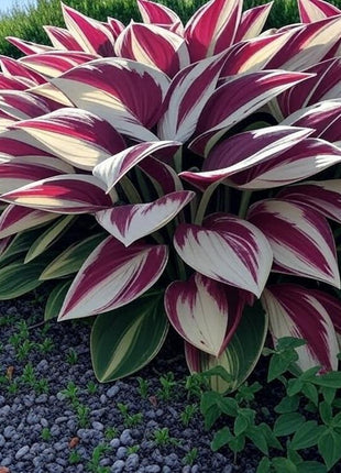 800 PCS Mixed Color Hosta Seeds, Easy to Grow Perennial, Shade-Tolerant, Low Maintenance, Ideal for Borders & Shady Gardens