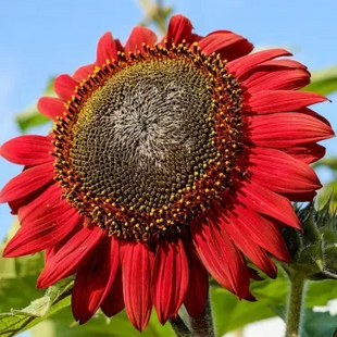 🌺Last Day Sale--60% Off💐 Sunflower Seeds🌻Sunshine