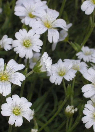 SNOW IN SUMMER (Chickweed) Cerastium Biebersteinii Flower Seeds