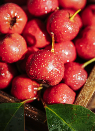 Hawthorn Seeds