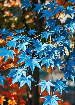 10 Pcs Blue Maple Tree Seeds – Rare Ornamental Shade Tree with Unique Cool-Toned Foliage, Easy to Grow, Perfect for Gardens, Yards & Stunning Landscape Displays