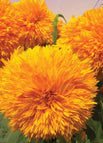 Seed / Organic / 30 Seeds