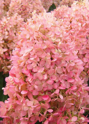 🌺Panicle Hydrangea Flowers Seeds—Mixed Color Plants—Home Garden Flower Seeds