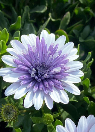 Marigold 'Sky Blue Misty Rain' seeds