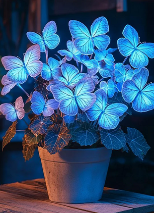 Begonia 'Moonlight Butterfly'