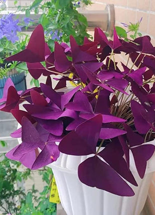 💜Purple Luck Oxalis Bulbs