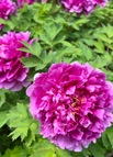 Fuchsia / 200 Seeds