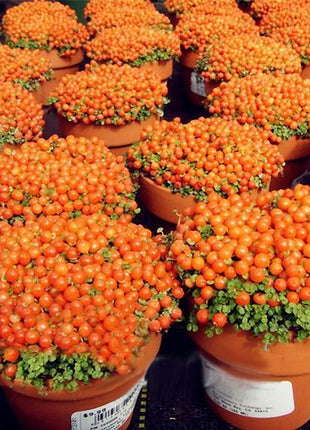 Egrow 50Pcs（100Pcs）/Bag Lamp Beads Grass Seeds Flower Seeds Garden Bonsai Plant for Home Garden Plants