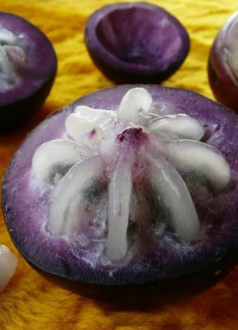 Star Apple Seeds