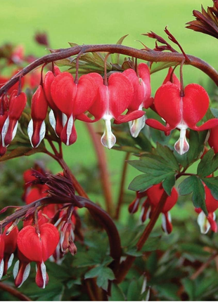 Ocean Bleeding Heart Seeds ~ Dicentra Spectabilis ~ Gifts ~ Grow Your Own ~ Spring Flowers