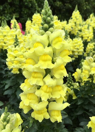 Garden Snapdragon Seeds