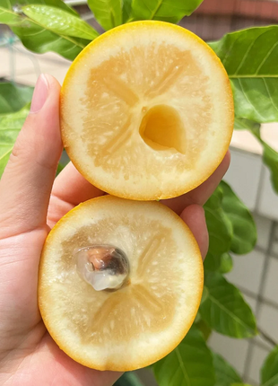 Golden Fruit Seeds