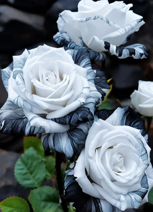 Rare Ink Rose Seeds