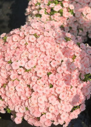 💐Garden Verbena Seeds