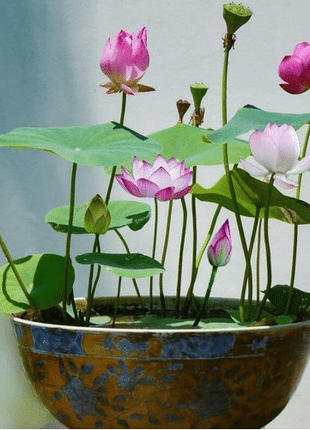 The PREMIUM BONSAI LOTUS FLOWER SEEDS