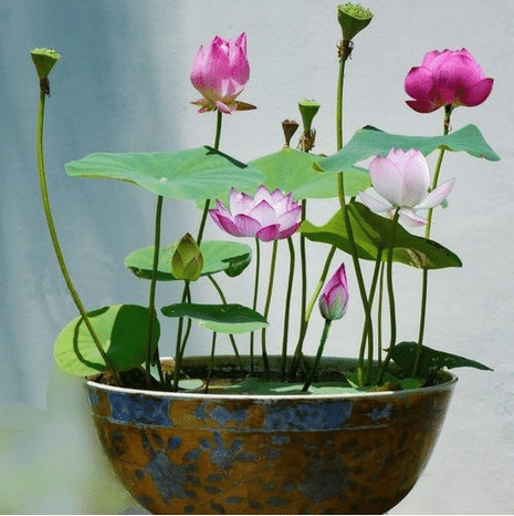 The PREMIUM BONSAI LOTUS FLOWER SEEDS