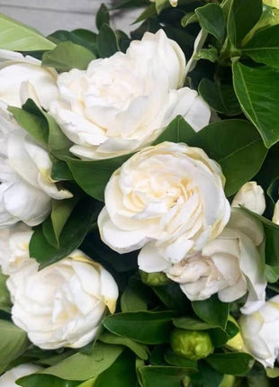 Jasmine Flower Seeds - 100Pcs Aromatic White Blossoms for Indoor Outdoor Use Easy to Grow High Germination Rates Perfect for DIY Gardening and Nature-Inspired Home Decor