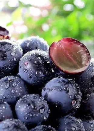 Kyoho Grape Seeds