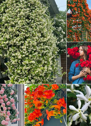 Mixed Climbing Flower Seeds -Over 30 kinds mixed
