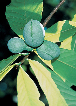 Pawpaw Collection