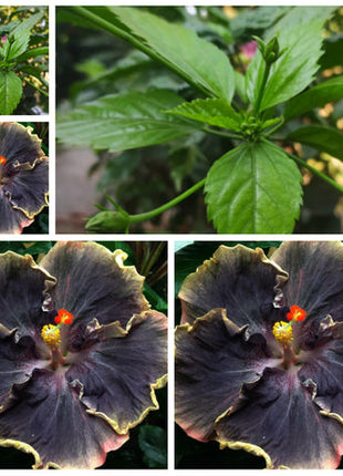 50PCS Rare Black Pink Purple Hibiscus Seeds"Black Rainbow"