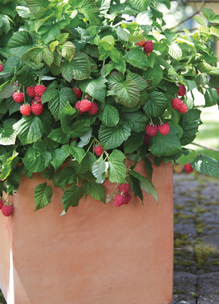 Everbearing Raspberry Organic Natural Seeds