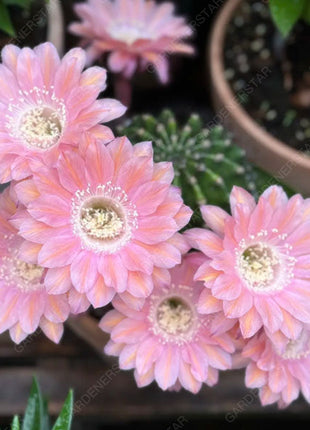 Prickly Pear🌺Flowering Varieties